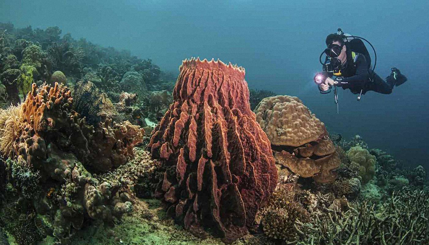 Giant Barrel Sponge, <BR>Caribbean Sea