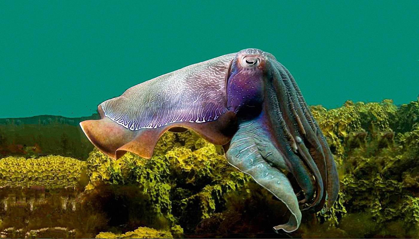 An interesting cuttlefish<BR>in a Georgia Aquarium