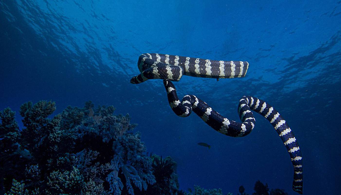 Sea Snakes, Indian Ocean,<BR>up to 4.5 feet long