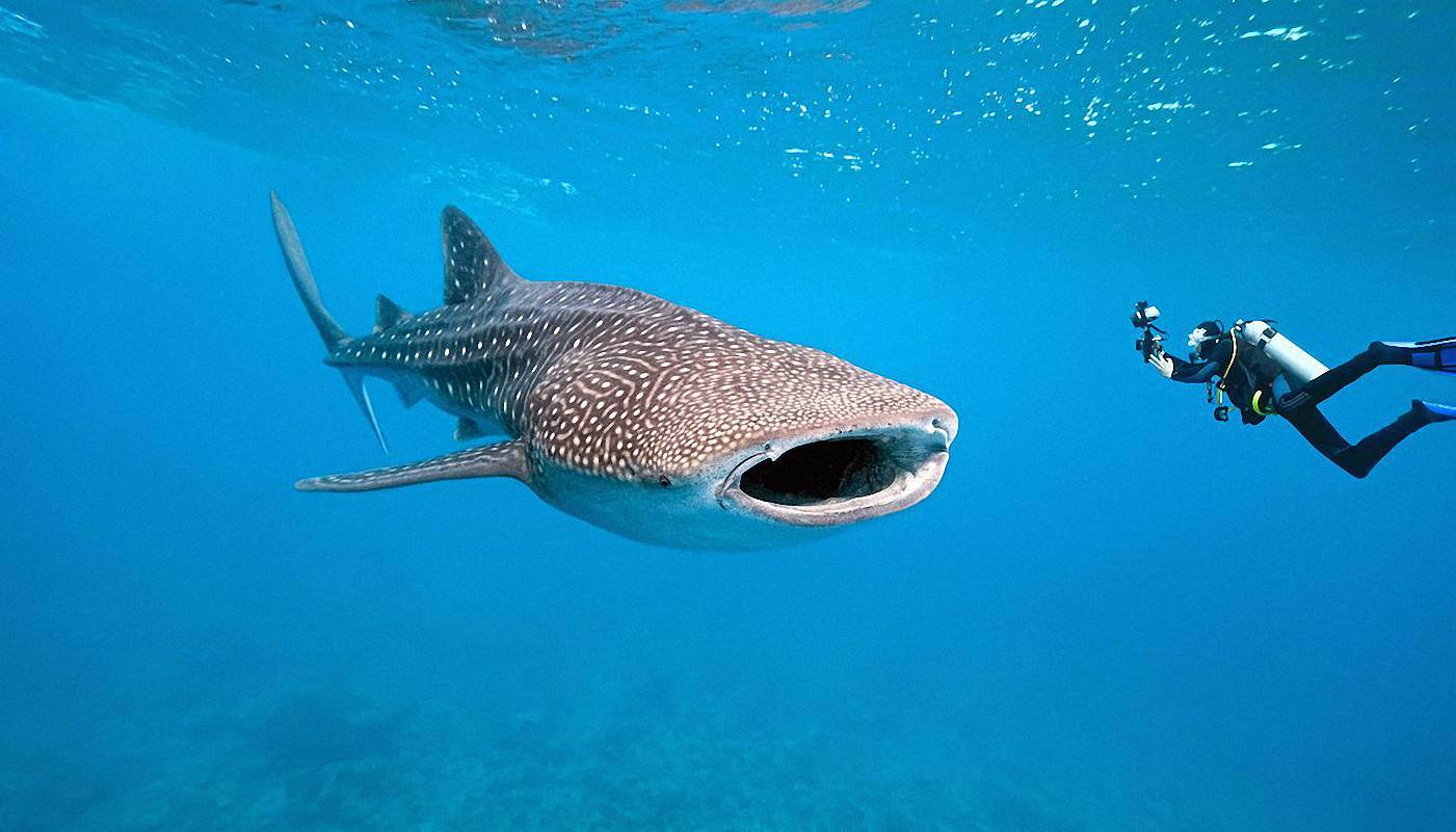 The 46 foot-long Whale Shark,<BR>Is Really A Fish