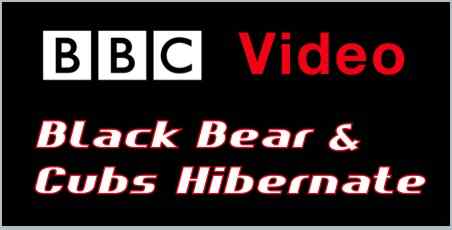 Why do bears hibernate? Watch this to discover how much effort is spent on survival during winter in the world of the big sky bears.
