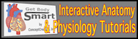 Use Get Body Smart, an online textbook of human anatomy and physiology, to visually Learn About the human body using interactive animations