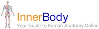 Explore the human body like never before! With hundreds of interactive anatomy pictures and descriptions of thousands of objects in the body, InnerBody.com will help you discover what you want to know about human anatomy, right here at your fingertips.