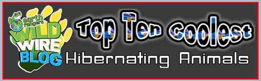 Which hibernator is your favorite?